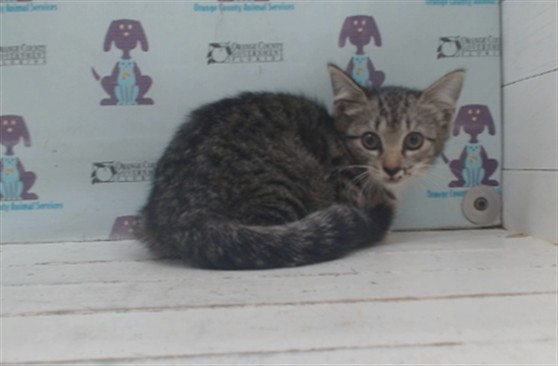 Shelter Stray Female Cat last seen , 2769 Conroy Rd, Orlando, FL 32839, USA
