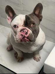 Reunited Male Dog last seen Haddon laurel canyon, Los Angeles, CA 91331