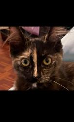 Reunited Female Cat last seen Commerce city Hall Area, Commerce, CA 90040