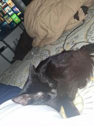 Reunited Unknown Cat last seen apmts by Franks Restaurant on Airline Highway, Baton Rouge, LA 70815