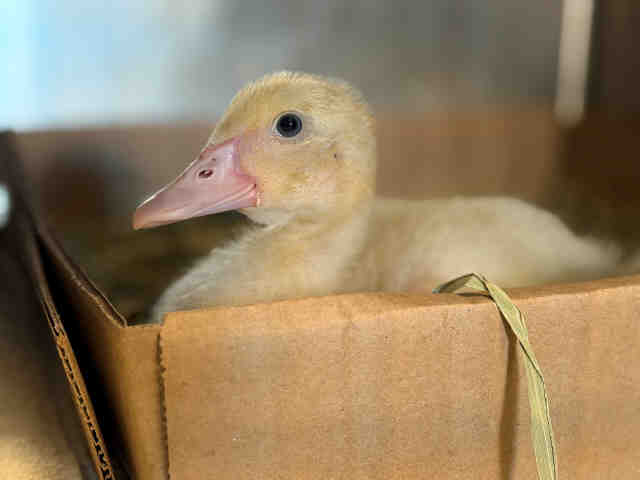 Shelter Stray Unknown Bird last seen FOUND ON QUARRY AND LAKEVIEW, 5821 Sweetwater Rd, Bonita, CA 91902, USA