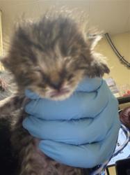 Shelter Stray Female Cat last seen 35TH ST & 16TH AVE, 2127 Front St, Sacramento, CA 95818, USA