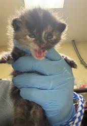Shelter Stray Female Cat last seen 35TH ST & 16TH AVE, 2127 Front St, Sacramento, CA 95818, USA