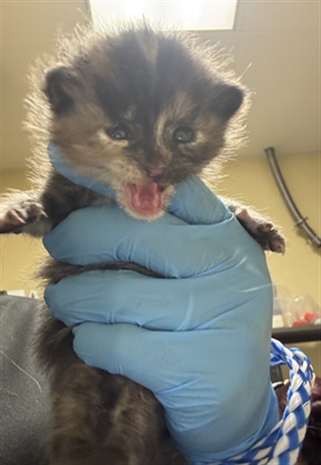 Shelter Stray Female Cat last seen 35TH ST & 16TH AVE, 2127 Front St, Sacramento, CA 95818, USA
