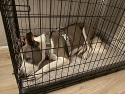 Reunited Female Dog last seen Near 14th street & adeline st, Oakland, CA 94607
