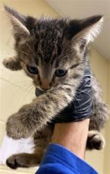 Shelter Stray Male Cat last seen ARCADE BLVD & COLFAX ST, 2127 Front St, Sacramento, CA 95818, USA