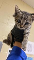 Shelter Stray Male Cat last seen ARCADE BLVD & COLFAX ST, 2127 Front St, Sacramento, CA 95818, USA
