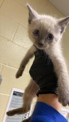 Shelter Stray Male Cat last seen ARCADE BLVD & COLFAX ST, 2127 Front St, Sacramento, CA 95818, USA