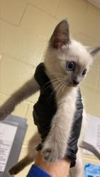 Shelter Stray Male Cat last seen ARCADE BLVD & COLFAX ST, 2127 Front St, Sacramento, CA 95818, USA