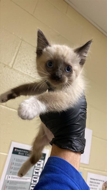 Shelter Stray Male Cat last seen ARCADE BLVD & COLFAX ST, 2127 Front St, Sacramento, CA 95818, USA
