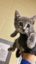 Shelter Stray Female Cat last seen ARCADE BLVD & COLFAX ST, 2127 Front St, Sacramento, CA 95818, USA