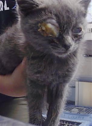 Shelter Stray Female Cat last seen CHARLOTTE, 8315 Byrum Dr, Charlotte, NC 28217, USA
