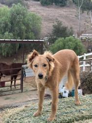 Reunited Male Dog last seen Near Buena Creek Rd, Vista, CA 92084, USA, Vista, CA 92084