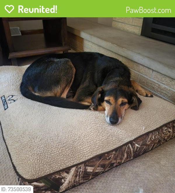 Reunited Male Dog last seen Durand and Taylor or Lathrop and Taylor, Mount Pleasant, WI 53405