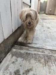 Reunited Male Dog last seen Romona Ave, Rancho Cucamonga, CA 91737