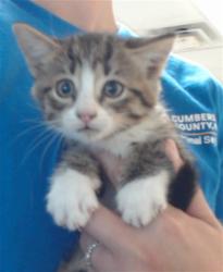Shelter Stray Male Cat last seen Near BLOCK WAYSIDE RD, FAYETTEVILLE NC 28314, 4704 Corporation Dr, Fayetteville, NC 28306, USA