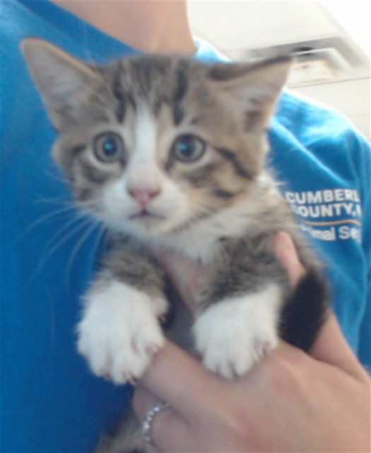 Shelter Stray Male Cat last seen Near BLOCK WAYSIDE RD, FAYETTEVILLE NC 28314, 4704 Corporation Dr, Fayetteville, NC 28306, USA