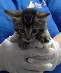 Shelter Stray Male Cat last seen Near BLOCK WAYSIDE RD, FAYETTEVILLE NC 28314, 4704 Corporation Dr, Fayetteville, NC 28306, USA