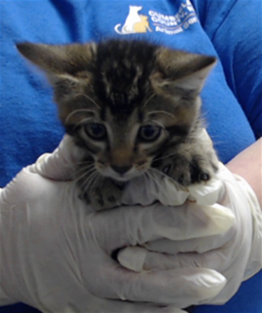 Shelter Stray Male Cat last seen Near BLOCK WAYSIDE RD, FAYETTEVILLE NC 28314, 4704 Corporation Dr, Fayetteville, NC 28306, USA