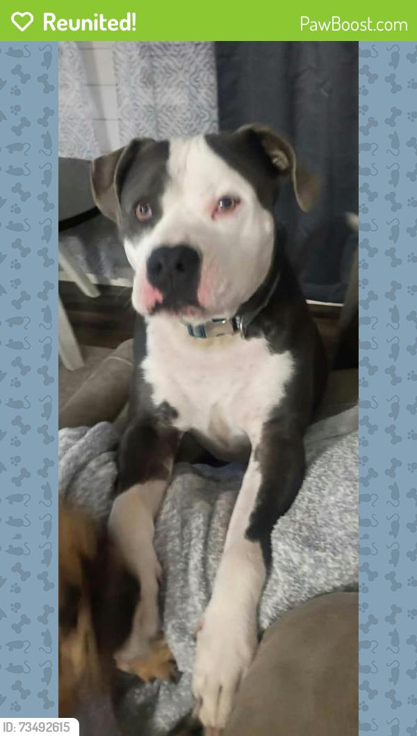 Reunited Male Dog last seen Near Deppe Loop Rd off of hwy 17, Maysville, NC 28555