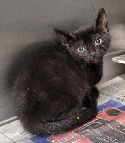 Shelter Stray Male Cat last seen , 1850 W 60th St, Los Angeles, CA 90047, USA