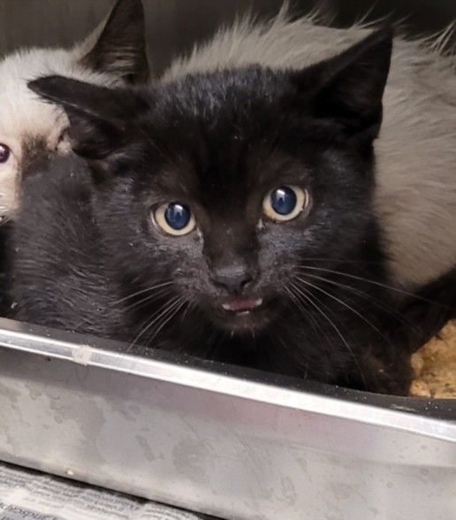 Shelter Stray Male Cat last seen , 1850 W 60th St, Los Angeles, CA 90047, USA