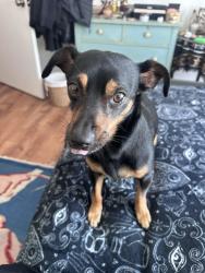 Reunited Male Dog last seen Fisherman’s Wharf area/Pier 39 San Francisco, San Francisco, CA 94133