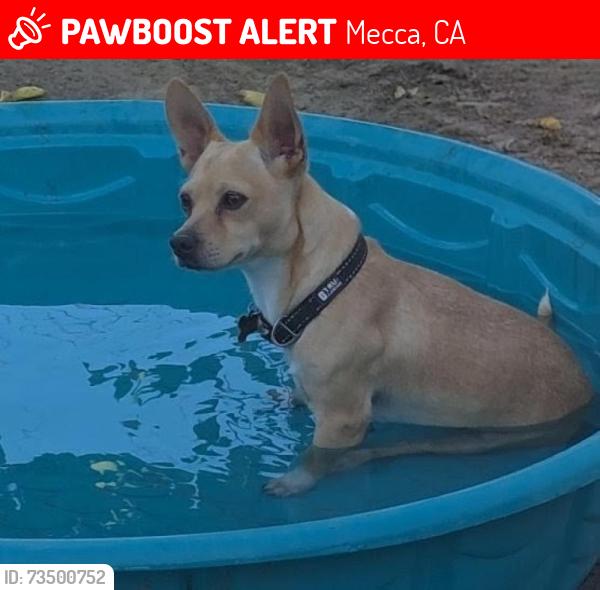 Lost Male Dog last seen Home, Mecca, CA 92254