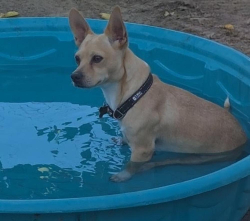 Lost Male Dog last seen Home, Mecca, CA 92254