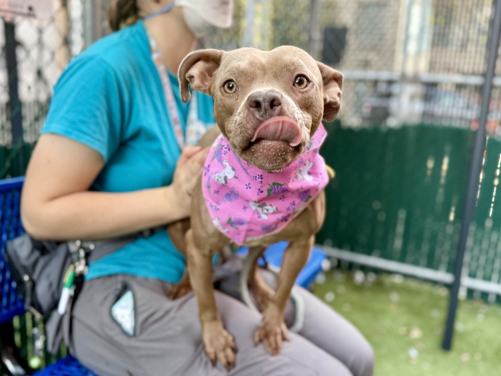 Shelter Stray Female Dog last seen Near Water Street, NEW YORK, NY, 10002, 326 E 110th St, New York, NY 10029, USA
