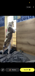 Lost Male Dog last seen Near old Gilliard rd, Ridgeville, SC 29472