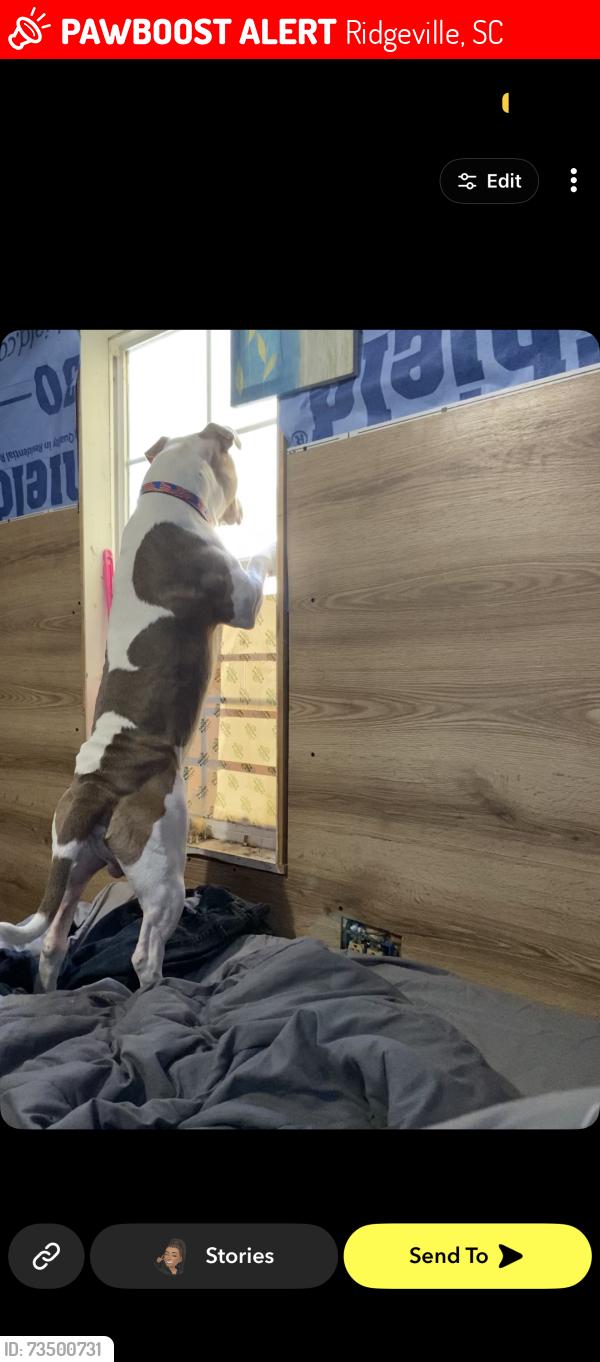 Lost Male Dog last seen Near old Gilliard rd, Ridgeville, SC 29472