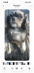 Lost Female Dog last seen Division and Hall, Grand Rapids, MI 49507