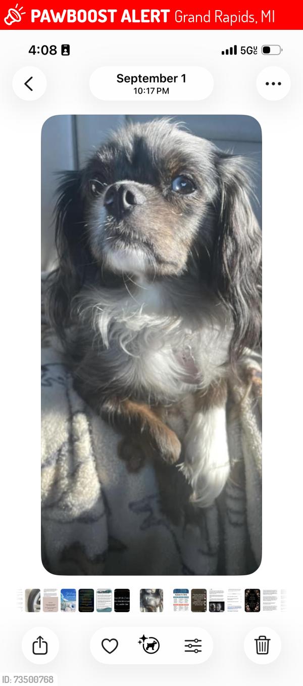 Lost Female Dog last seen Division and Hall, Grand Rapids, MI 49507