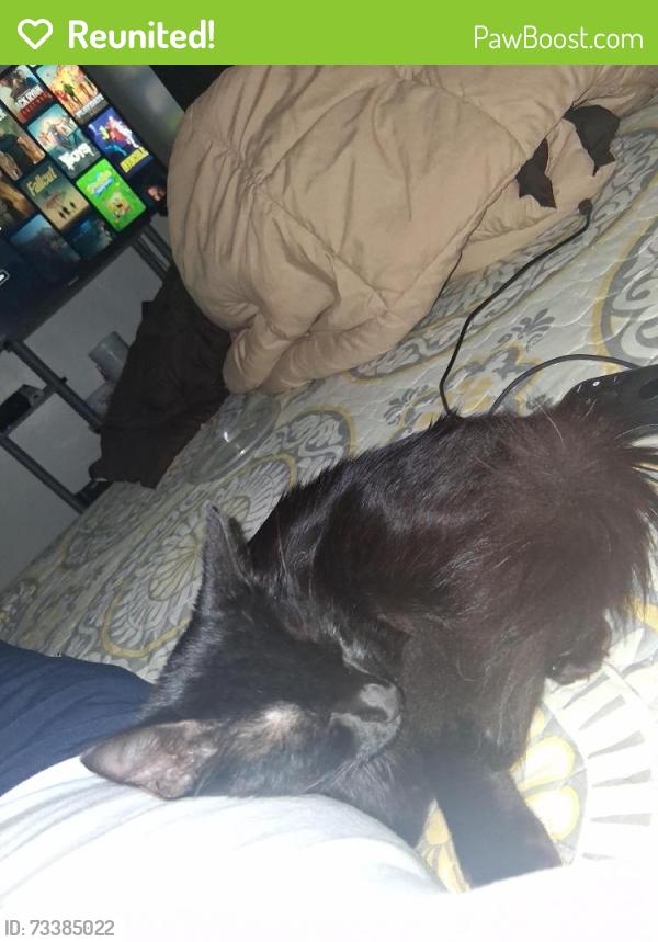 Reunited Unknown Cat last seen apmts by Franks Restaurant on Airline Highway, Baton Rouge, LA 70815