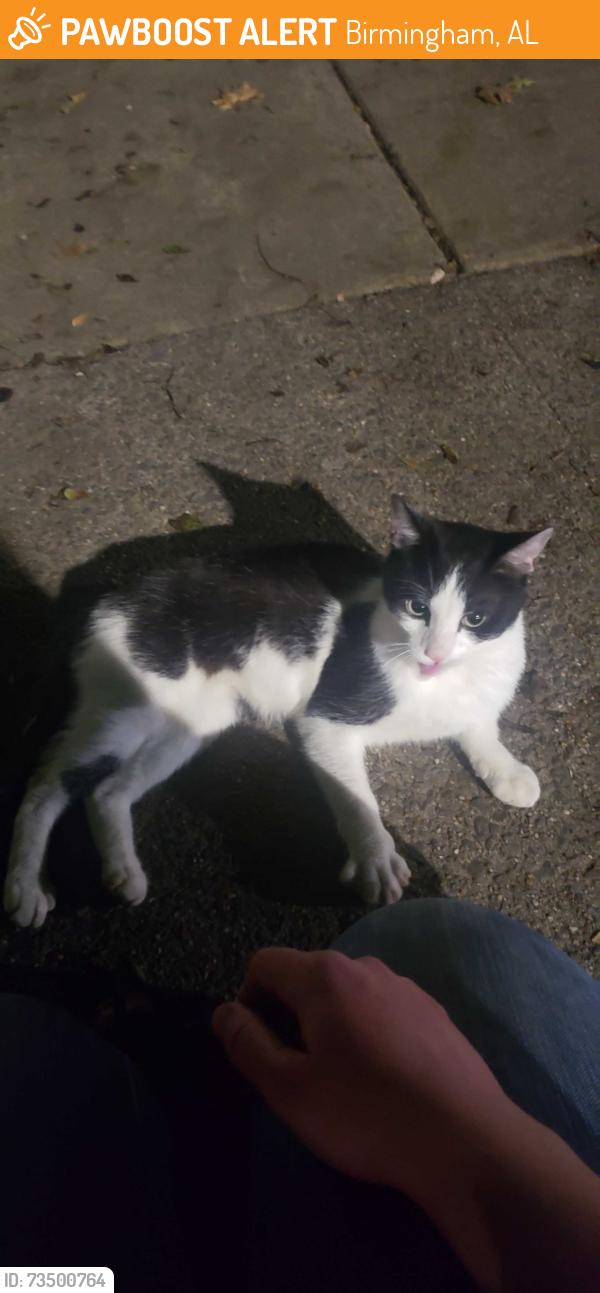 Found/Stray Unknown Cat last seen 11th Avenue South, by Highlands United Methodist Church, Birmingham, AL 35205