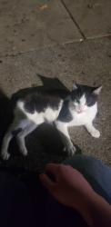 Found/Stray Unknown Cat last seen 11th Avenue South, by Highlands United Methodist Church, Birmingham, AL 35205