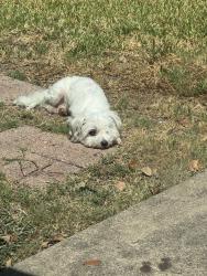 Reunited Female Dog last seen Alma, Plano, TX 75023