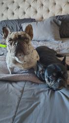 Found/Stray Male Dog last seen Skaylake Ranch thornton, Thornton, CO 80233