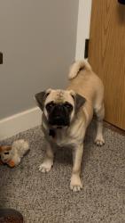 Reunited Male Dog last seen By granger high school and west lake middle school, West Valley City, UT 84119