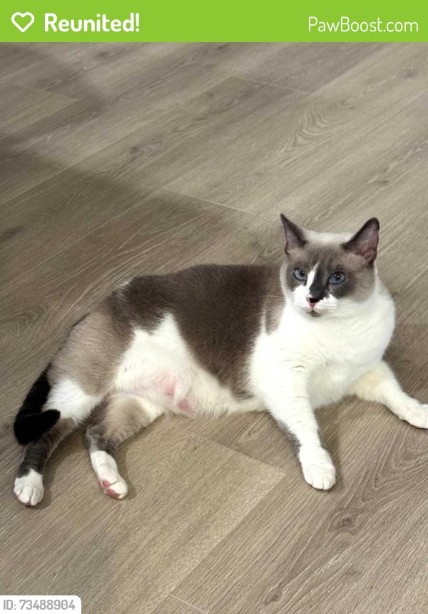 Reunited Female Cat last seen Callonwood around the pool area, Matthews, NC 28104