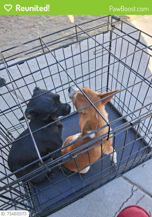Reunited Female Dog last seen Near elm Ave, Lancaster, CA 93534