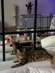 Reunited Female Cat last seen Sorbus way near Roger’s park, Anchorage, AK 99508