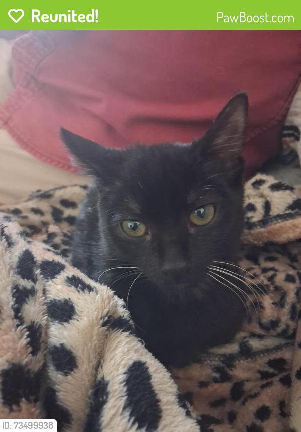 Reunited Female Cat last seen Oak Road Medford, Medford, MA 02155