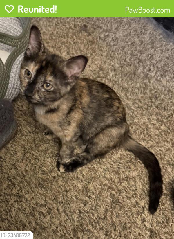Reunited Female Cat last seen W 9th Street and 18th Avenue, Beaver Falls, PA 15010
