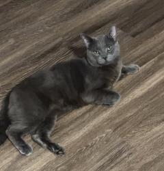 Reunited Male Cat last seen Broadmoor bluffs pt & Timberview pt, Colorado Springs, CO 80906