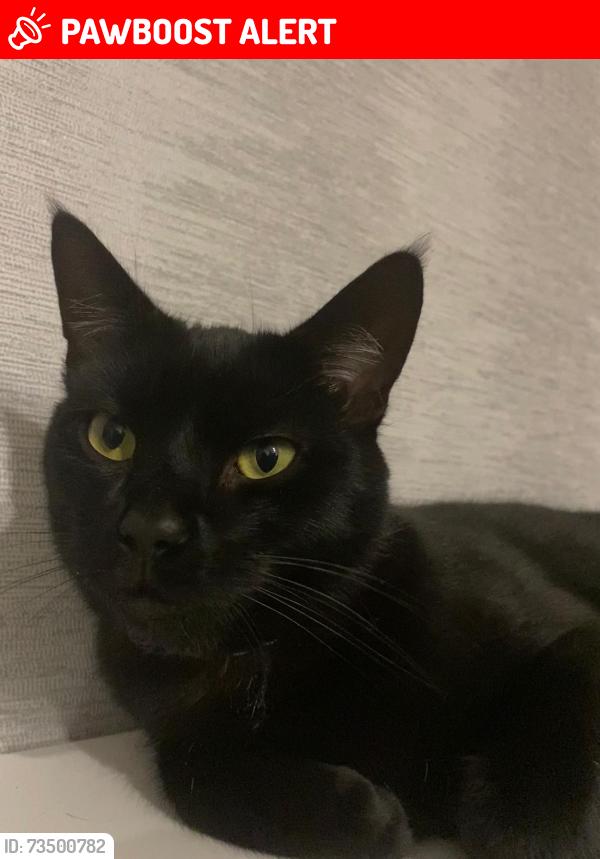 Lost Male Cat last seen Woodhead, South Lanarkshire, Scotland ML3 8EH