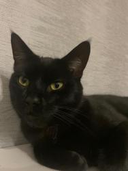 Lost Male Cat last seen Woodhead, South Lanarkshire, Scotland ML3 8EH