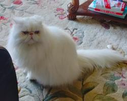 Reunited Male Cat last seen County Line Rd , SE Barus Dr, Jupiter, FL 33469