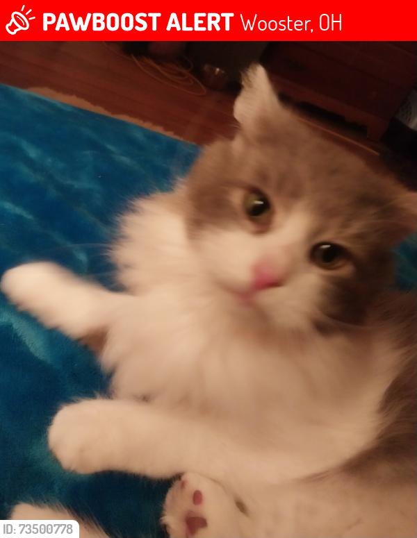 Lost Female Cat last seen Bardon, Wooster, OH 44691